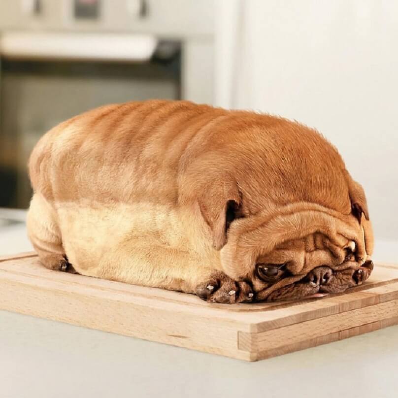 Breads Can Upset Dog Stomach